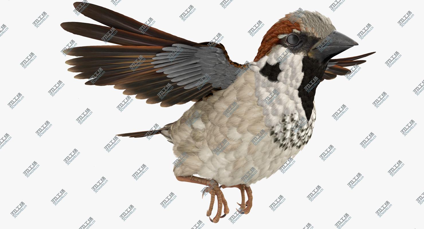 images/goods_img/2021040164/3D House Sparrow Rigged/2.jpg